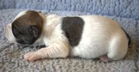 Charlie Brown, a male Jack Russell Terrier for sale in Riverside, CA – 3 of 9
