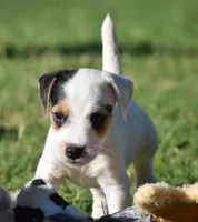 Raider, a male Parson Russell Terrier for sale in Riverside, CA – 2 of 10