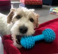 Flynn, a male Parson Russell Terrier for sale in Riverside, CA – 8 of 10