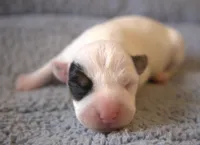 Fritz, a male Parson Russell Terrier for sale in Riverside, CA – Photo 2 of 10