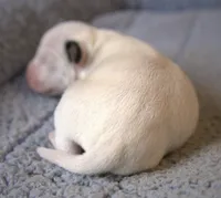 Fritz, a male Parson Russell Terrier for sale in Riverside, CA – Photo 5 of 10