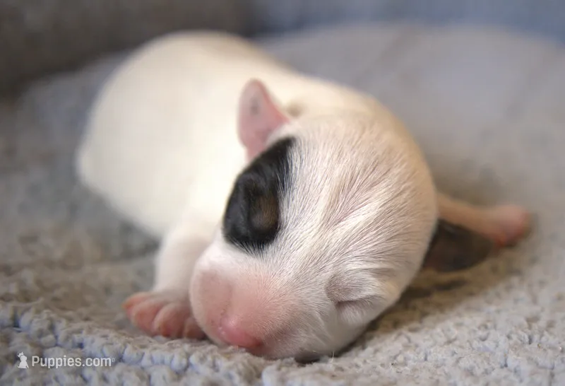 Fritz – Parson Russell Terrier puppy for sale in Riverside, CA