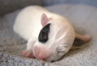 Fritz, a male Parson Russell Terrier for sale in Riverside, CA – Photo 1 of 10