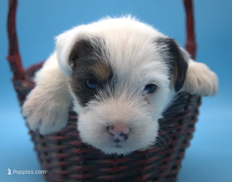 Fritz – Parson Russell Terrier puppy for sale in Riverside, CA