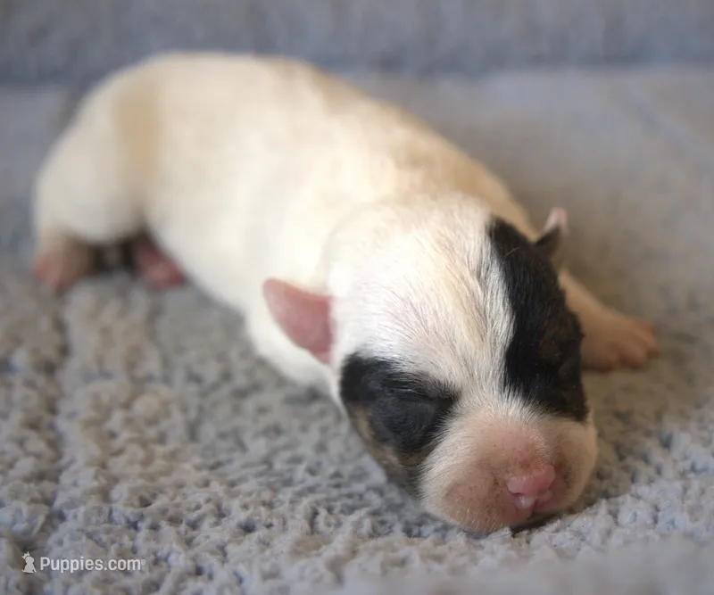 Griffin – Parson Russell Terrier puppy for sale in Riverside, CA
