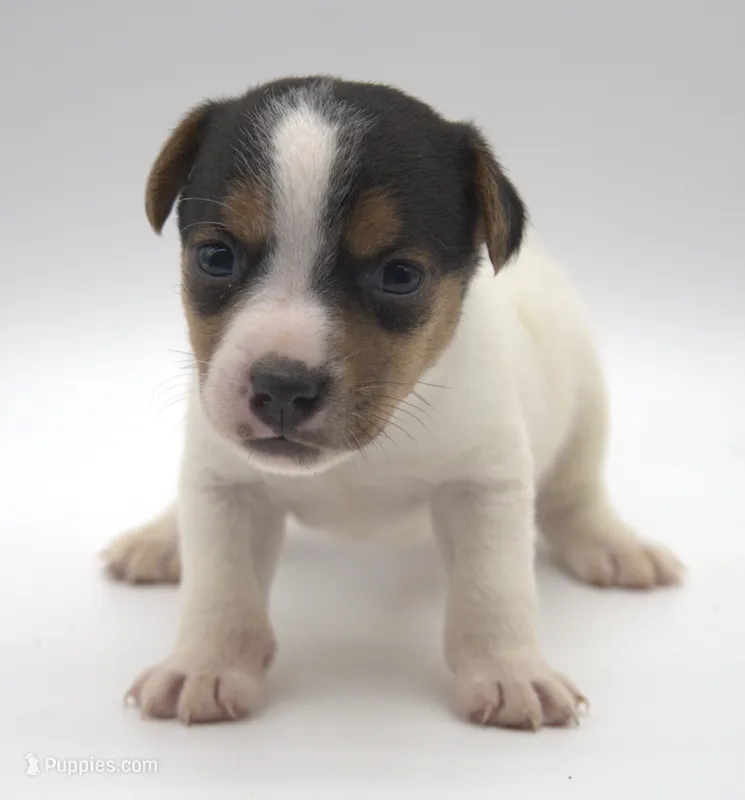 Smooth Coat Earl, a male Jack Russell Terrier for sale in Riverside, CA – 1 of 10