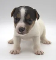 Smooth Coat Earl, a male Jack Russell Terrier for sale in Riverside, CA – 1 of 10