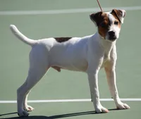 Smooth Litter Due, a  Jack Russell Terrier for sale in Riverside, CA – Photo 2 of 3