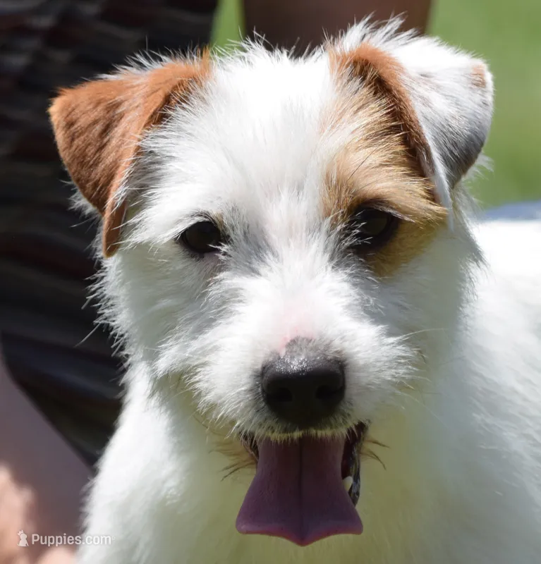 Due Early July, a  Parson Russell Terrier for sale in Riverside, CA – 1 of 10