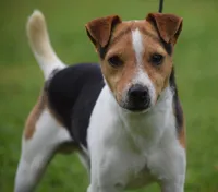 Bean, a male Jack Russell Terrier for sale in Riverside, CA – Photo 6 of 10