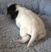 Bean, a male Jack Russell Terrier for sale in Riverside, CA – Photo 2 of 10