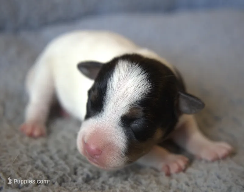 Bean – Jack Russell Terrier puppy for sale in Riverside, CA