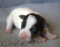 Bean, a male Jack Russell Terrier for sale in Riverside, CA – Photo 1 of 10