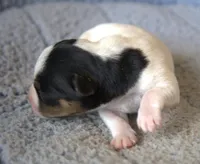 Bean, a male Jack Russell Terrier for sale in Riverside, CA – Photo 3 of 10