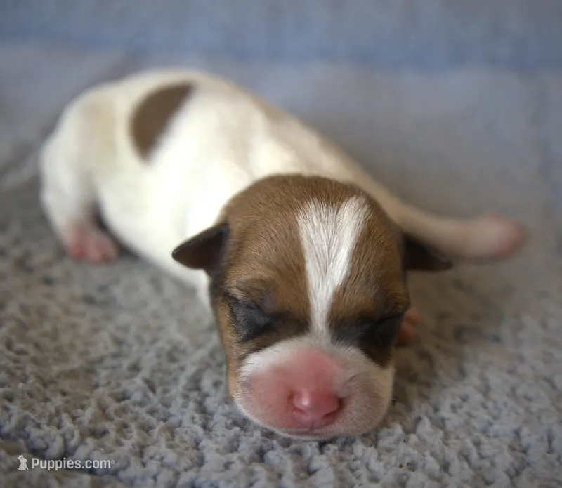 Rusty – Jack Russell Terrier puppy for sale in Riverside, CA