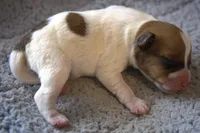 Rusty, a male Jack Russell Terrier for sale in Riverside, CA – Photo 6 of 10