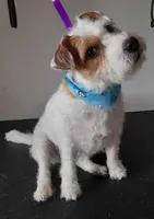 Rusty, a male Jack Russell Terrier for sale in Riverside, CA – Photo 9 of 10