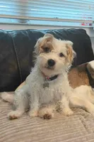 Rusty, a male Jack Russell Terrier for sale in Riverside, CA – Photo 10 of 10