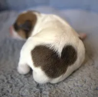 Rusty, a male Jack Russell Terrier for sale in Riverside, CA – Photo 5 of 10