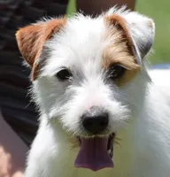 Fletcher, a male Jack Russell Terrier for sale in Riverside, CA – 5 of 7