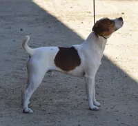 Due August 12th, a  Jack Russell Terrier for sale in Riverside, CA – 5 of 5