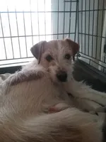 Adele, a female Jack Russell Terrier for sale in Riverside, CA – 10 of 10
