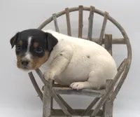 Molly, a female Jack Russell Terrier for sale in Riverside, CA – 4 of 10