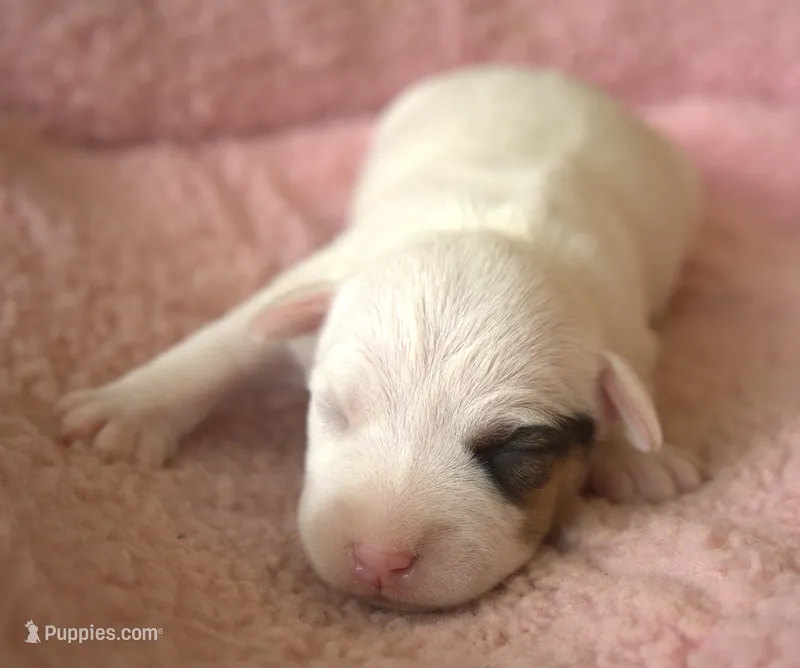 Royal – Parson Russell Terrier puppy for sale in Riverside, CA