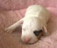 Royal, a female Parson Russell Terrier for sale in Riverside, CA – 1 of 9