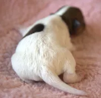Ember, a female Parson Russell Terrier for sale in Riverside, CA – 3 of 10