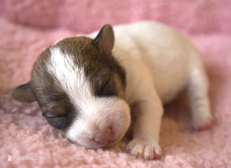 Cricket – Jack Russell Terrier puppy for sale in Riverside, CA