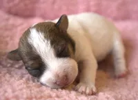 Cricket, a female Jack Russell Terrier for sale in Riverside, CA – 1 of 9