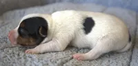 Houdini, a male Parson Russell Terrier for sale in Riverside, CA – 3 of 10