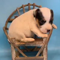 Dozer, a male Parson Russell Terrier for sale in Riverside, CA – 5 of 10