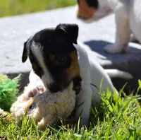 Maverick, a male Jack Russell Terrier for sale in Riverside, CA – Photo 3 of 9