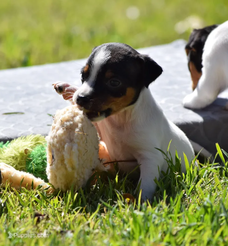 Maverick – Jack Russell Terrier puppy for sale in Riverside, CA