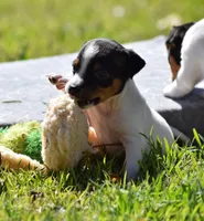 Maverick, a male Jack Russell Terrier for sale in Riverside, CA – Photo 1 of 9