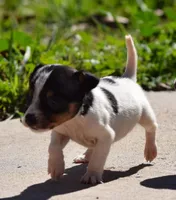 Maverick, a male Jack Russell Terrier for sale in Riverside, CA – Photo 2 of 9