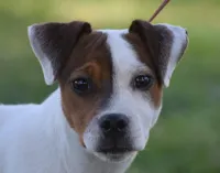 Maverick, a male Jack Russell Terrier for sale in Riverside, CA – Photo 6 of 9