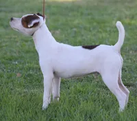 Maverick, a male Jack Russell Terrier for sale in Riverside, CA – Photo 8 of 9