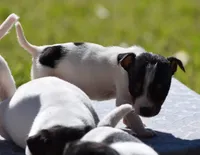 Maverick, a male Jack Russell Terrier for sale in Riverside, CA – Photo 5 of 9
