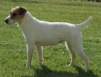 Bullet, a male Jack Russell Terrier for sale in Riverside, CA – 9 of 9