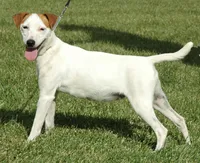 Whitney, a female Jack Russell Terrier for sale in Riverside, CA – 10 of 10
