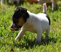 Special Needs, a female Jack Russell Terrier for sale in Riverside, CA – Photo 7 of 10