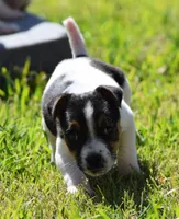 Special Needs, a female Jack Russell Terrier for sale in Riverside, CA – Photo 1 of 10