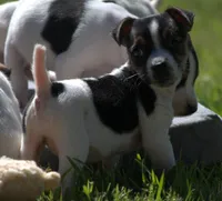 Special Needs, a female Jack Russell Terrier for sale in Riverside, CA – Photo 3 of 10