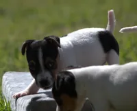 Special Needs, a female Jack Russell Terrier for sale in Riverside, CA – Photo 2 of 10