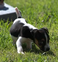 Special Needs, a female Jack Russell Terrier for sale in Riverside, CA – Photo 4 of 10