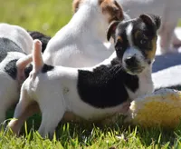 Special Needs, a female Jack Russell Terrier for sale in Riverside, CA – Photo 8 of 10