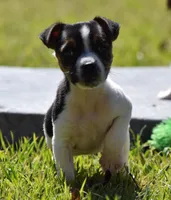 Special Needs, a female Jack Russell Terrier for sale in Riverside, CA – Photo 6 of 10